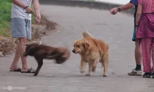 Chủ chó mắng tôi 'con người lại đi chấp nhặt với con thú'